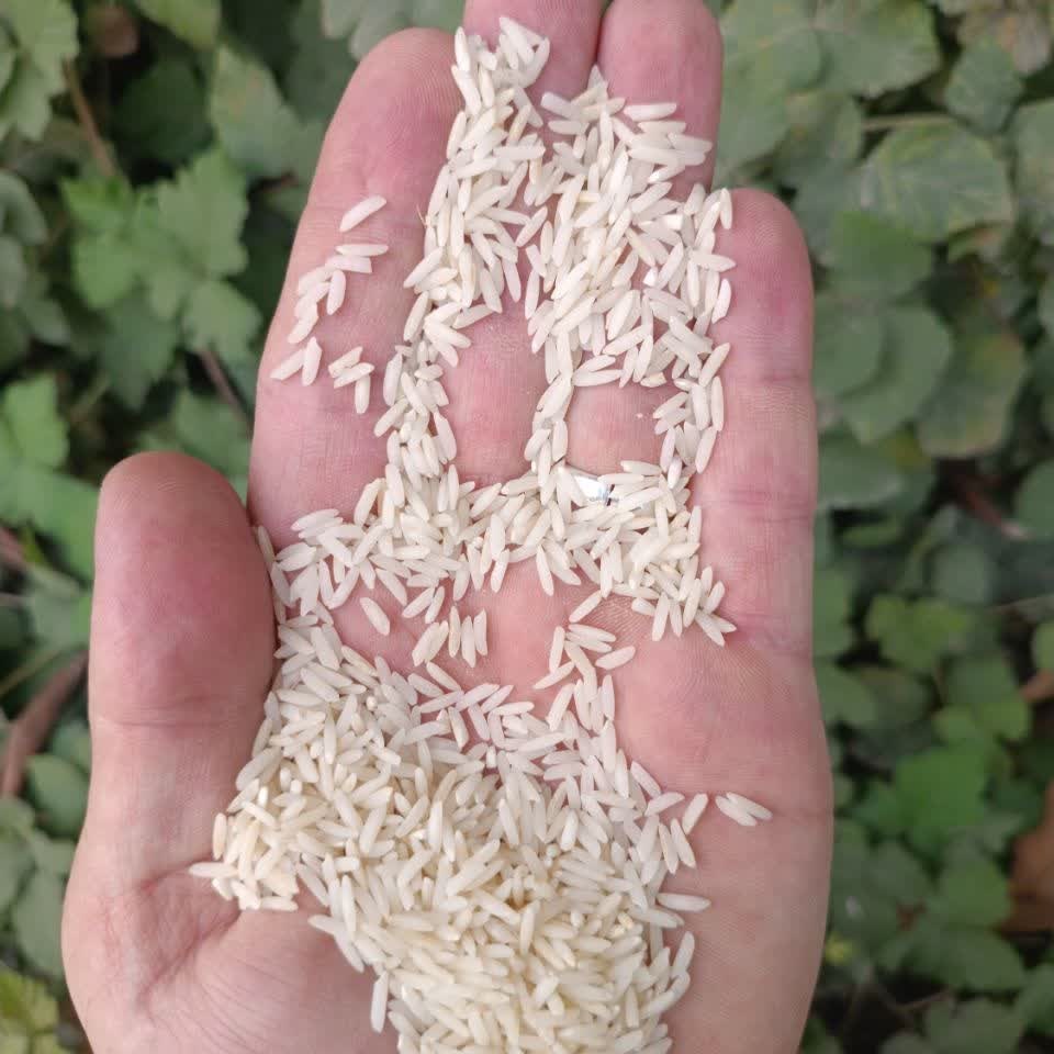 برنج طارم هاشمی (10کیلوگرمی) غربال و سورت شده صداقت