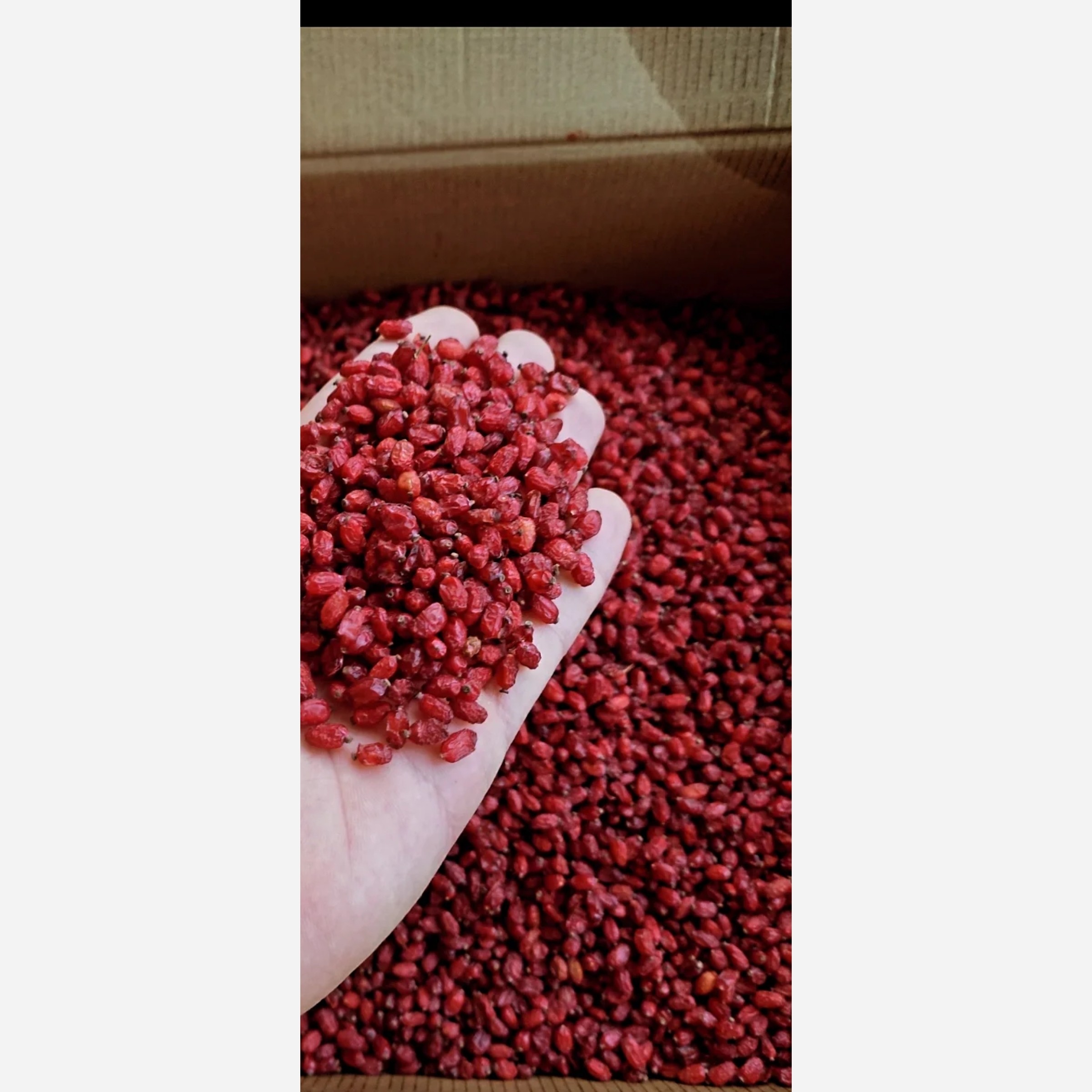 زرشک پفکی امسالی اعلا ( مستقیم از کشاورز ) در بسته بندی یک کیلویی و بصورت کلی و کارتنی