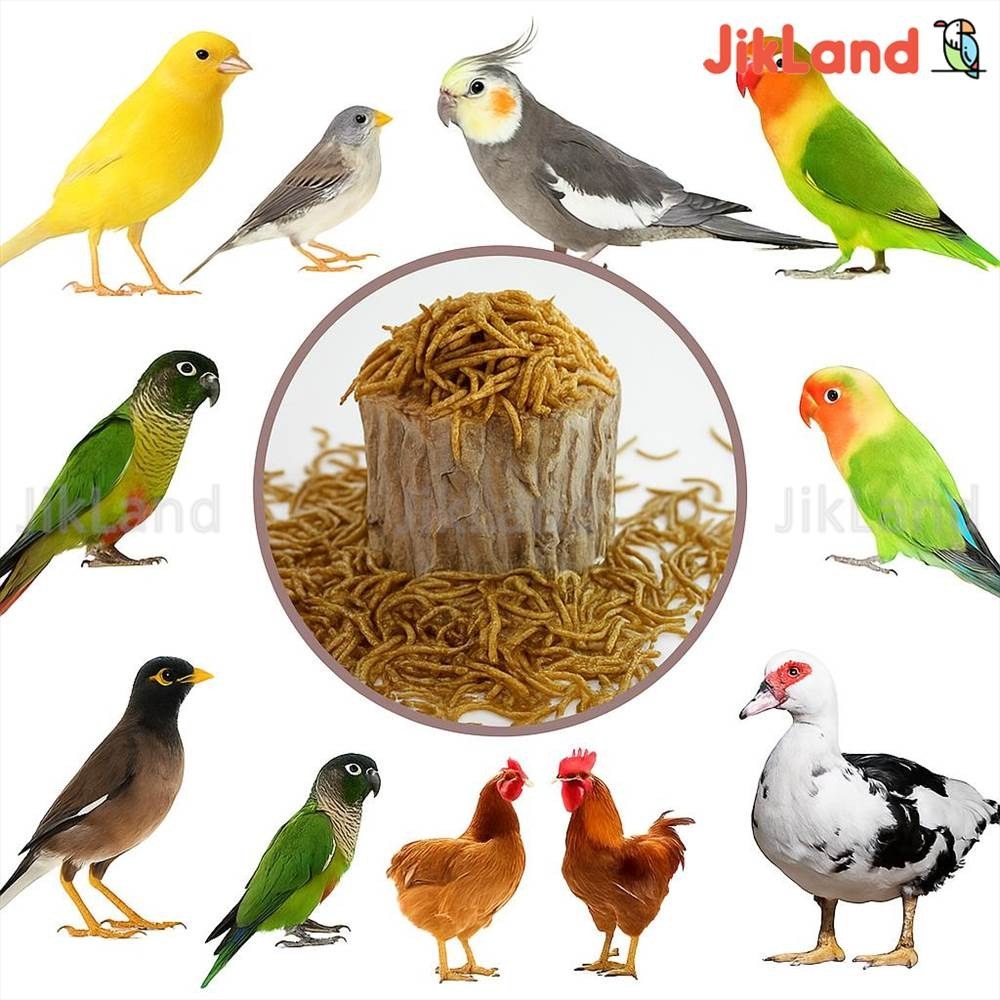 کرم میلورم -میل ورم -MealWorm مکمل تقویتی پرندگان و ماهی ها