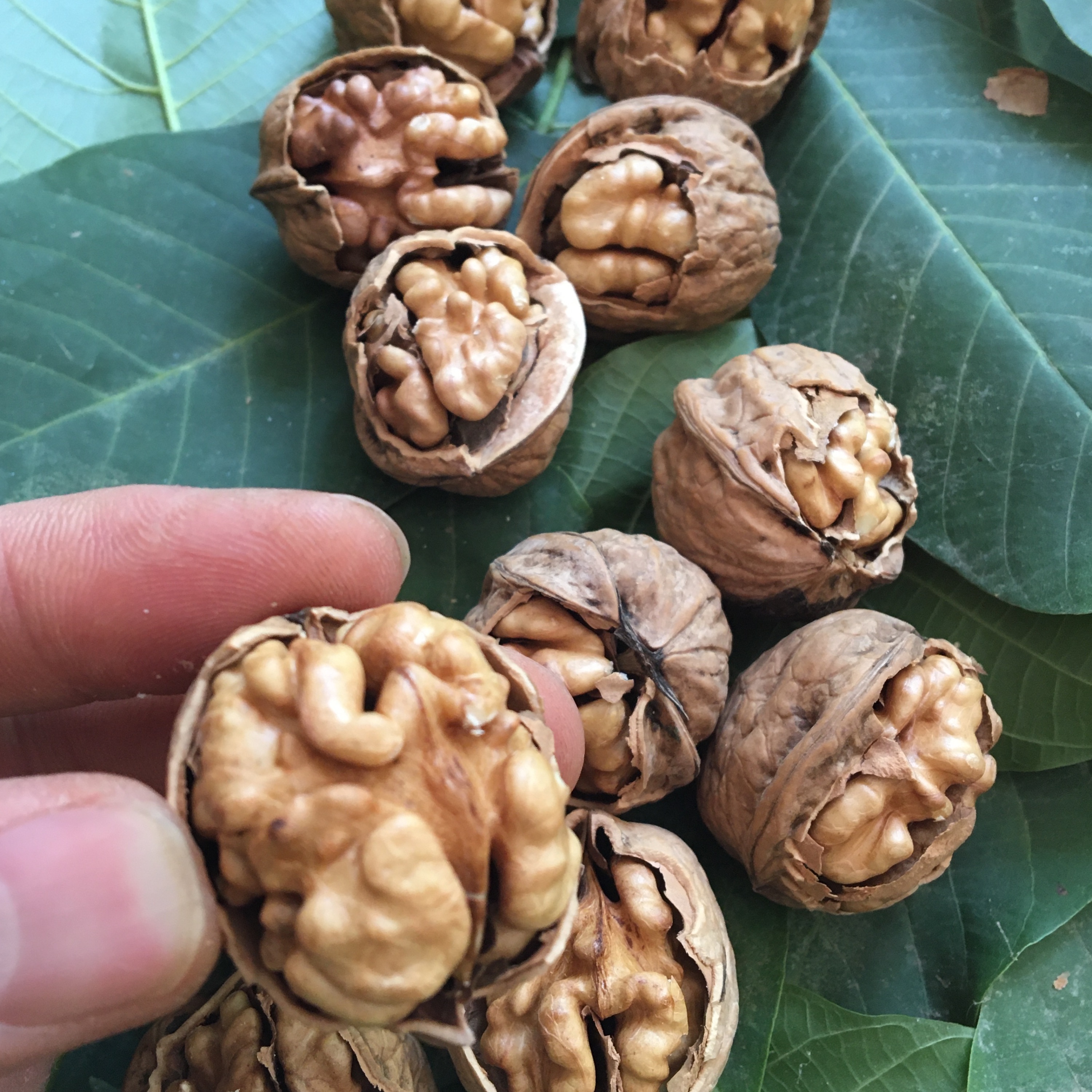 گردو با پوست کاغذی 1000 گرم ( محصول پاییز 1404)