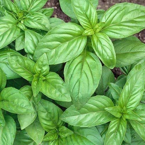 بذر ریحان سبز (1000 عدد)