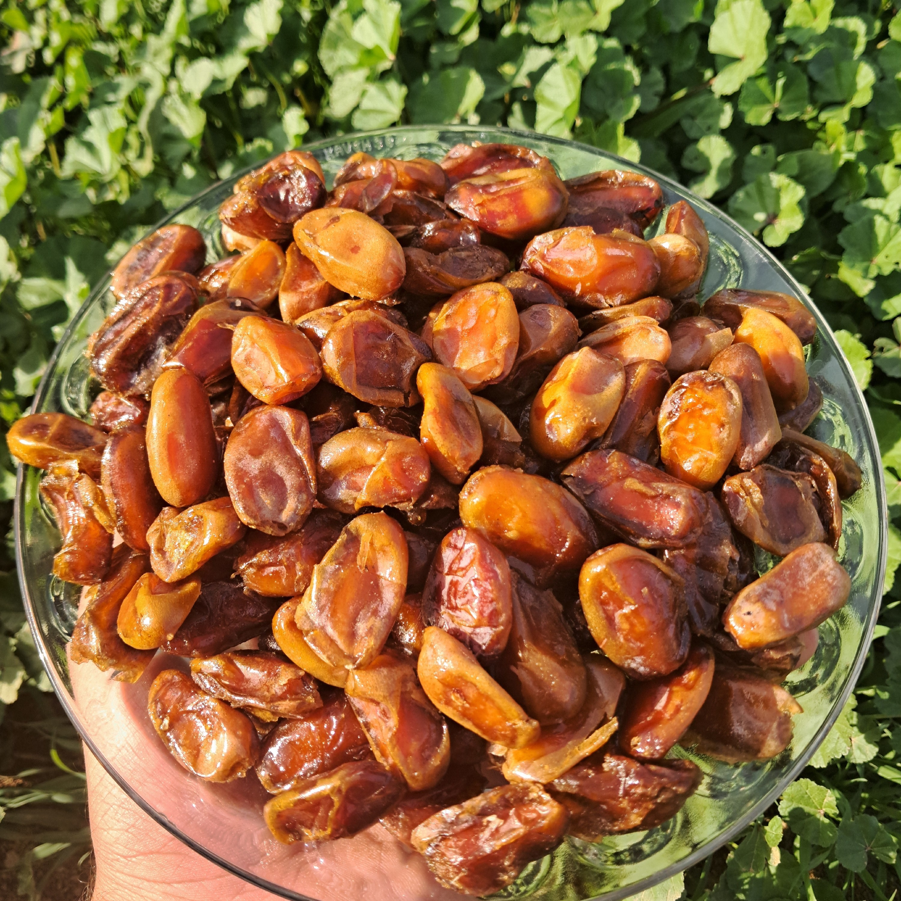 خرمای بدون هسته