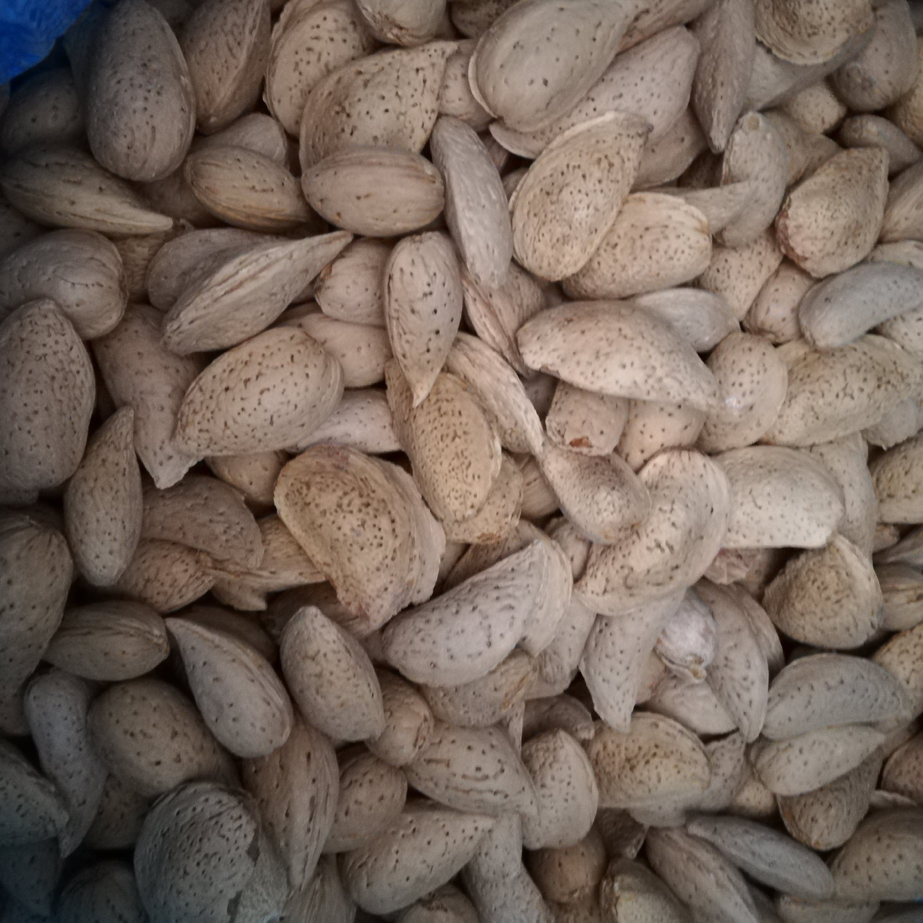بادام سنگی صدرصد شیرین( 4 کیلویی، اقتصادی ) (ارسال رایگان)