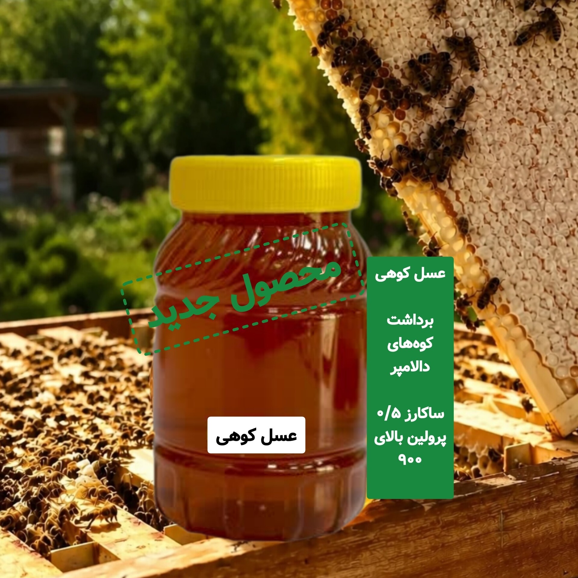 عسل کوهی برداشت کوه های دالامپر کیفیت ممتاز