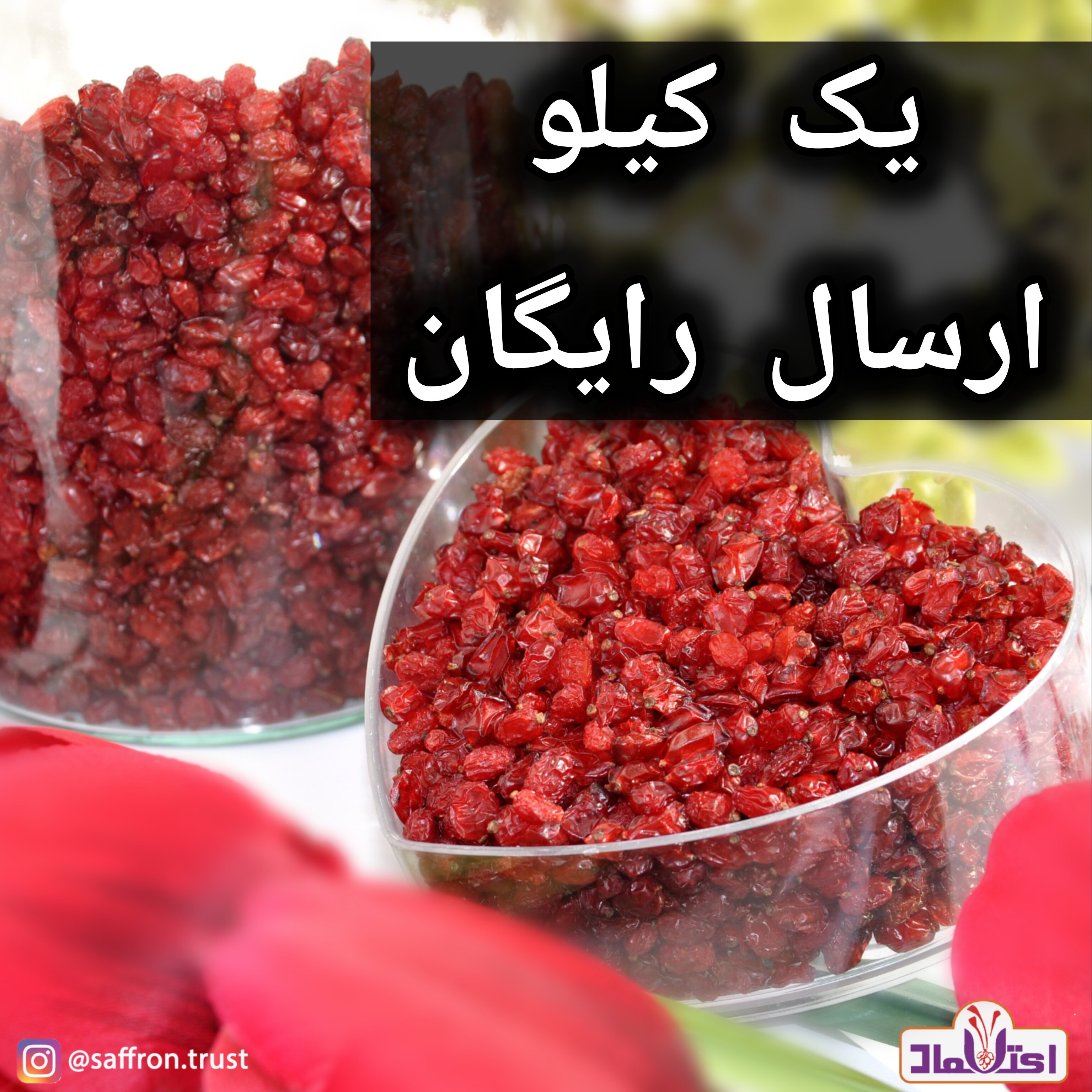 زرشک پفکی اعلا امسالی 500 گرمی رنگ روشن دانه درشت(تخفیف)