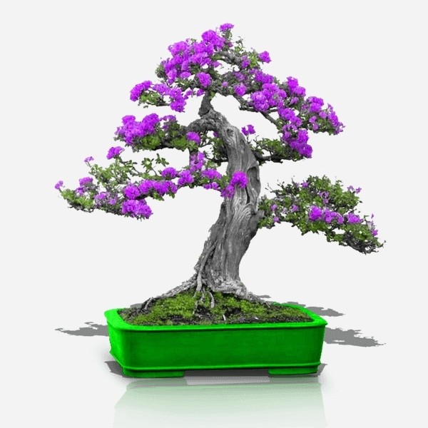 بذر درخت ارغوان (10 عدد)