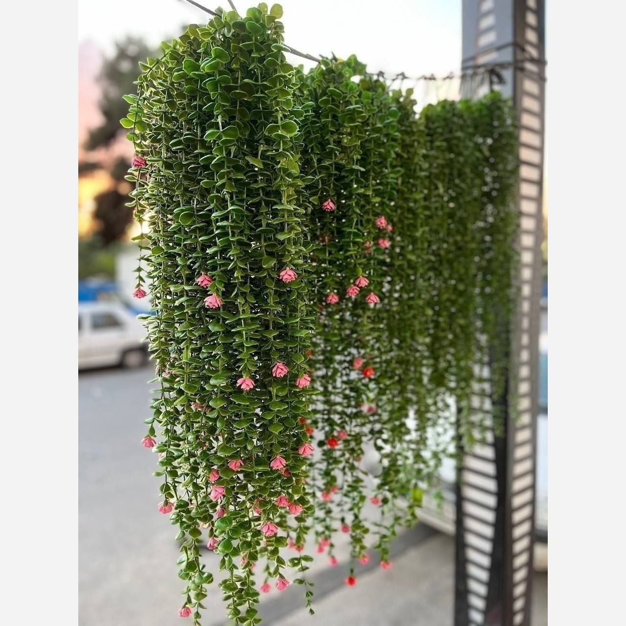 شمشاد 16 خانه گلدار