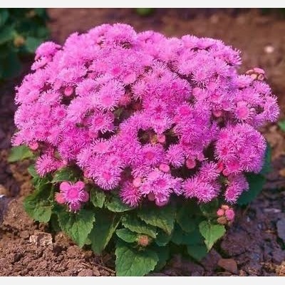 بذر گل ابری قرمز(50 عدد)