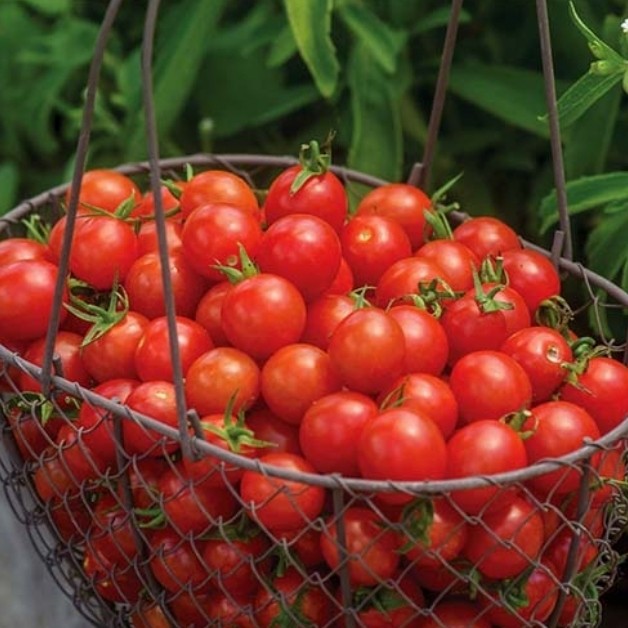 بذر گوجه گیلاسی (چری) قرمز (10 عددی)