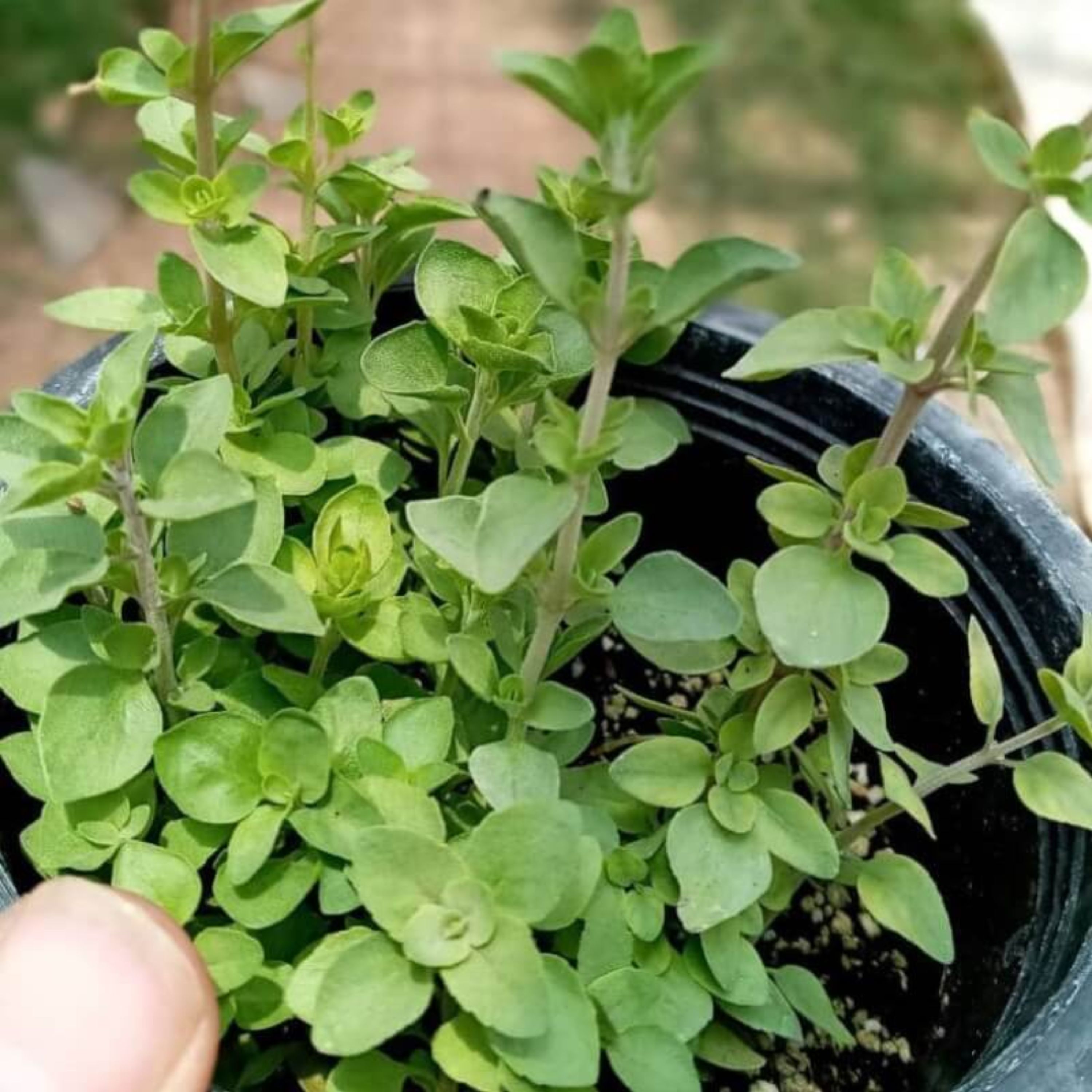 بذر آویشن شیرازی پهن برگ پاکت اورجینال راشا 50 عددی
