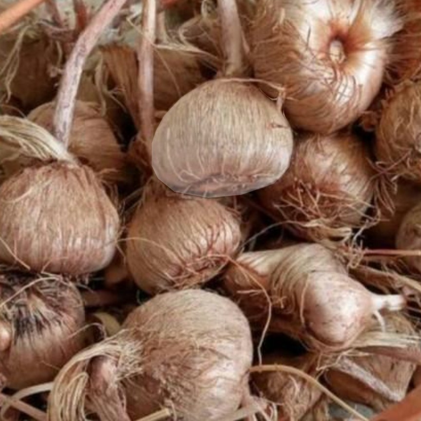 پیاز زعفران 100عدد 250به آموزش رایگان داخل توضیحات