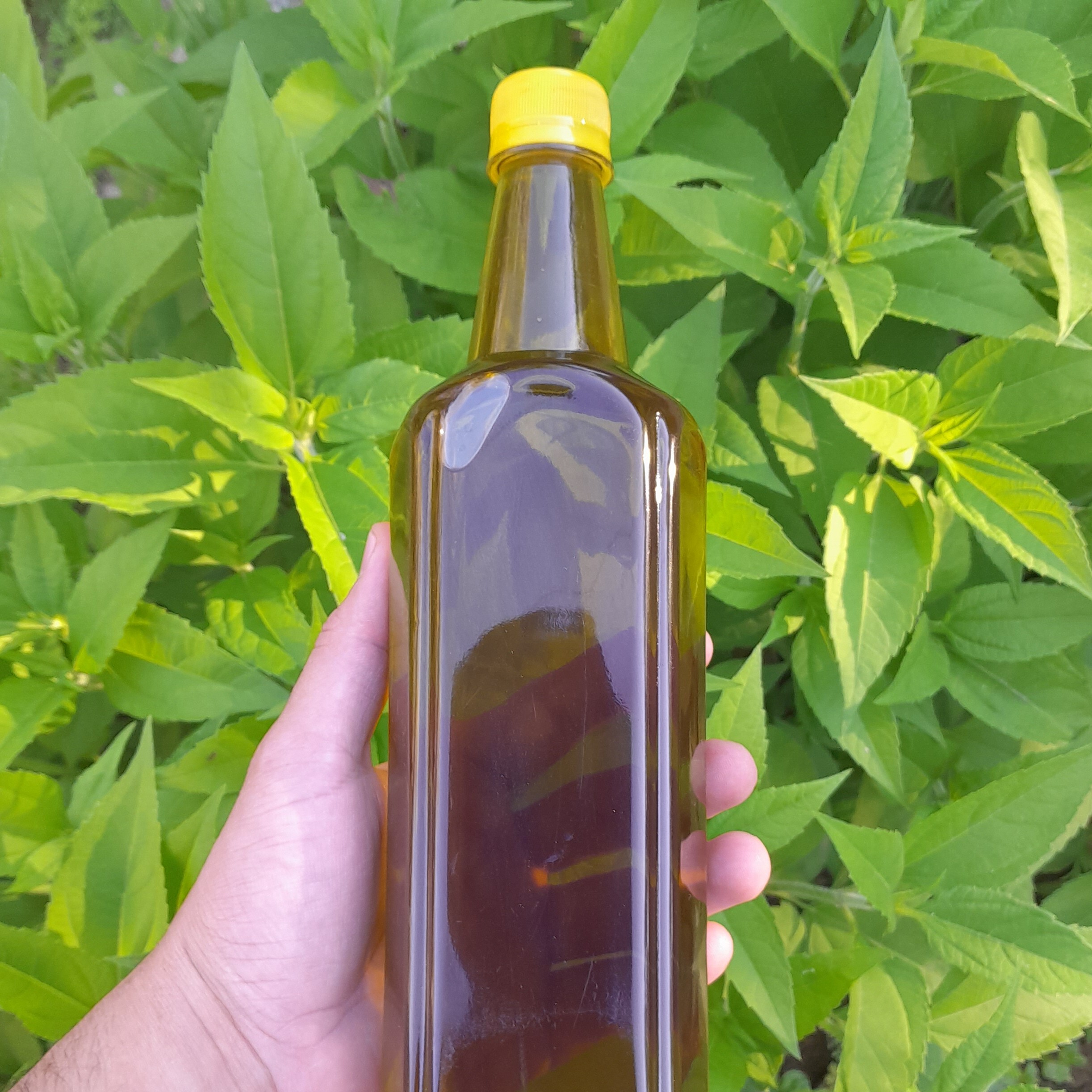 روغن زیتون خالص(3لیتری) بکر پرس گرم بابو تازه امساله با تضمین قیمت و ضمانت کیفیت از باغدار خرید کنید روغن زیتون خالص