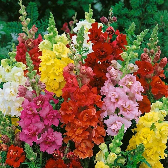 بذر گل میمونی( 50 عدد)