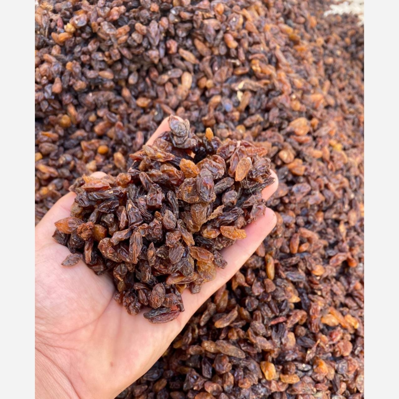کشمش آفتابی و آبگیری کاشمر درجه یک