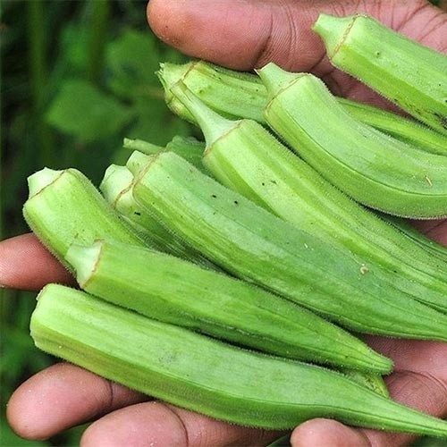 بذر بامیه اهوازی پربار (10 عدد)