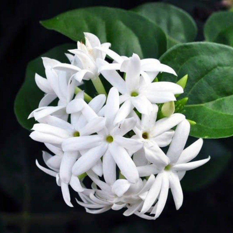 عطر خالص گل یاس رازقی، مقدار یک گرم