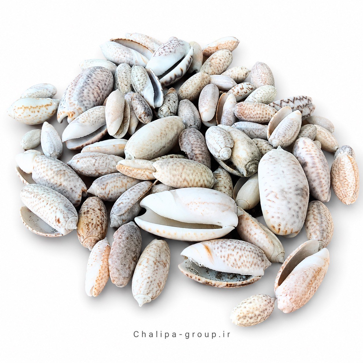 صدف دریایی مدل پسته ای بسته 100 گرمی