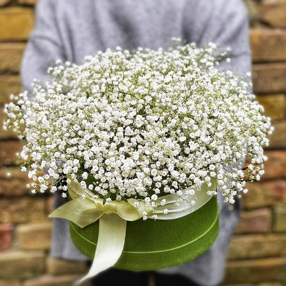 بذر گل عروس سفید (ژیپسوفولیا) 10 عددی
