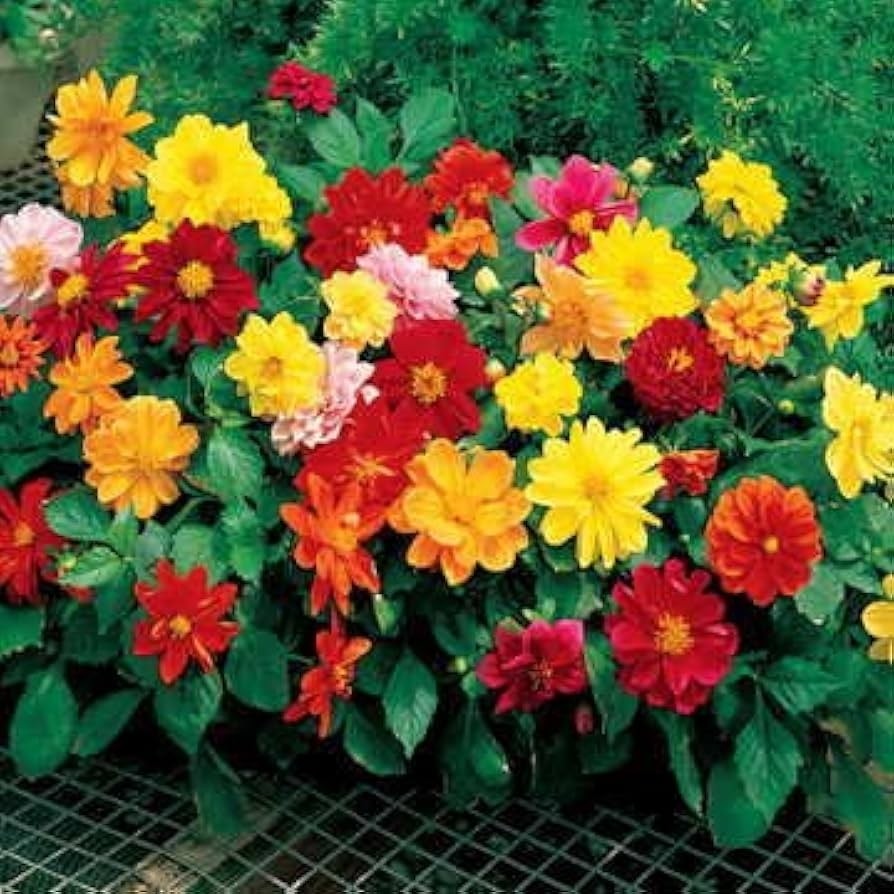 بذر گل کوکب (بسته 10 عددی)